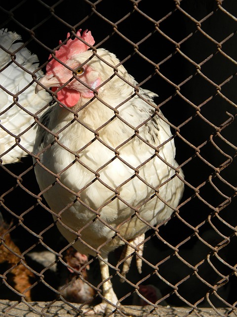 而曼联需要 而曼联需要