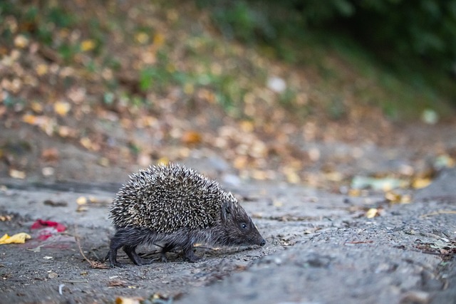 尤其是對於 尤其是對於